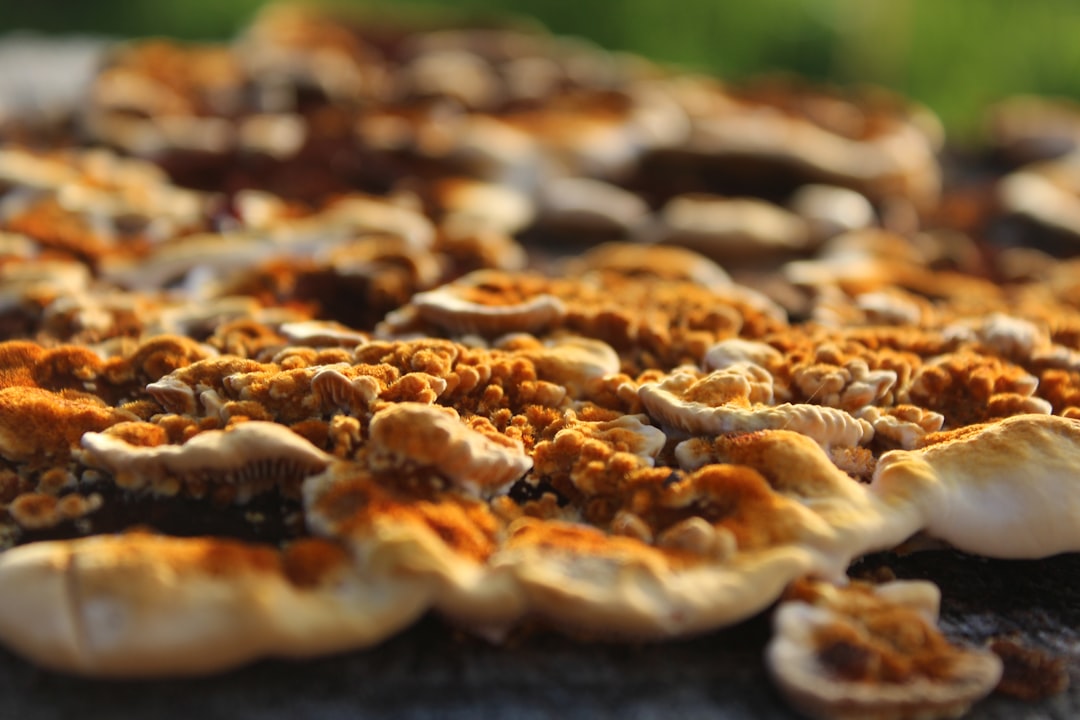 Funghi Tartufo Pizza
